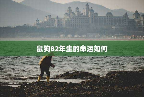 鼠狗82年生的命运如何
