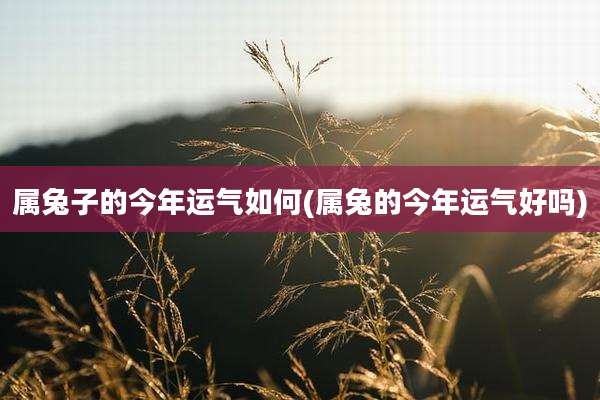 属兔子的今年运气如何(属兔的今年运气好吗)