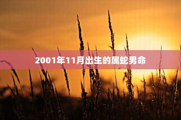 2001年11月出生的属蛇男命