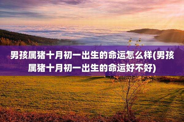 男孩属猪十月初一出生的命运怎么样(男孩属猪十月初一出生的命运好不好)