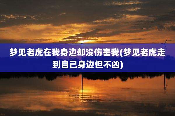 梦见老虎在我身边却没伤害我(梦见老虎走到自己身边但不凶)