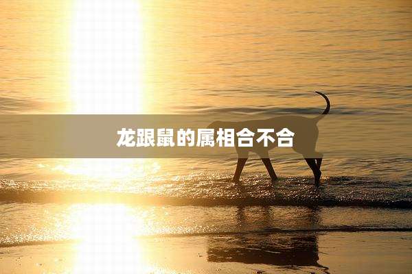 龙跟鼠的属相合不合