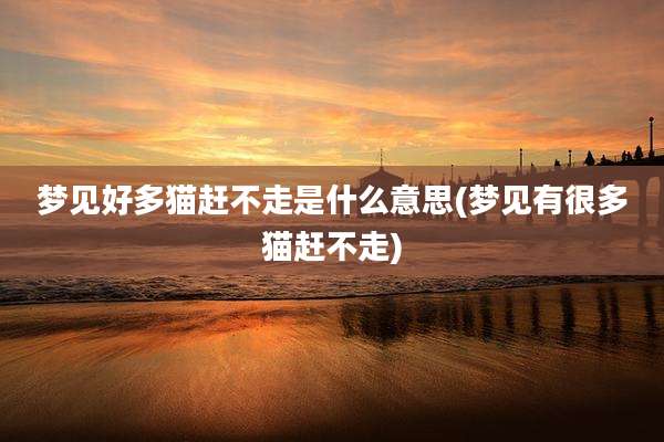 梦见好多猫赶不走是什么意思(梦见有很多猫赶不走)