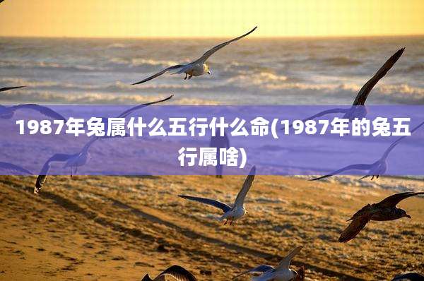 1987年兔属什么五行什么命(1987年的兔五行属啥)