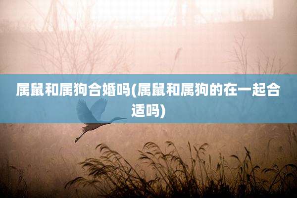 属鼠和属狗合婚吗(属鼠和属狗的在一起合适吗)
