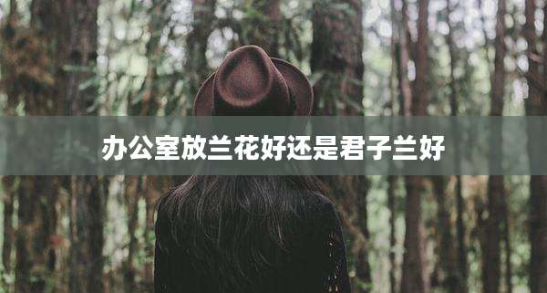 办公室放兰花好还是君子兰好