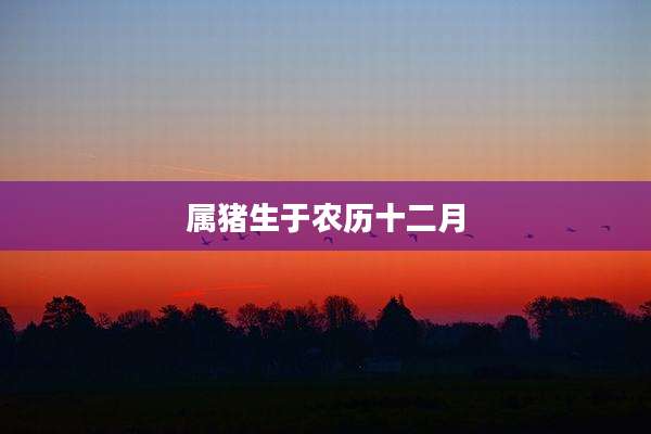 属猪生于农历十二月