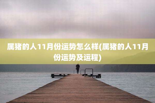属猪的人11月份运势怎么样(属猪的人11月份运势及运程)
