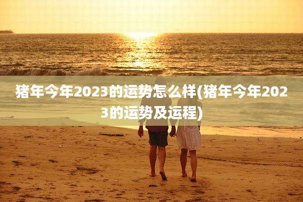 猪年今年2023的运势怎么样(猪年今年2023的运势及运程)