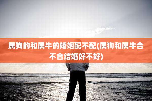 属狗的和属牛的婚姻配不配(属狗和属牛合不合结婚好不好)