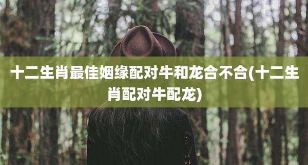 十二生肖最佳姻缘配对牛和龙合不合(十二生肖配对牛配龙)