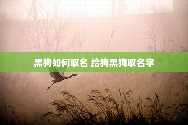 黑狗如何取名 给狗黑狗取名字