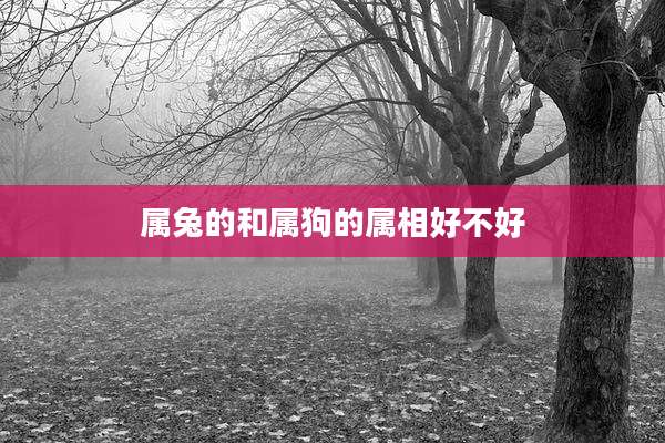 属兔的和属狗的属相好不好