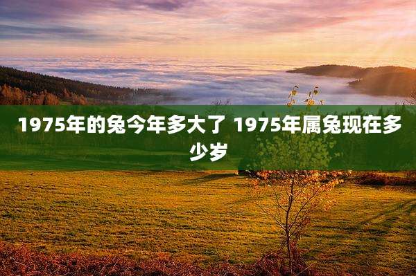 1975年的兔今年多大了 1975年属兔现在多少岁