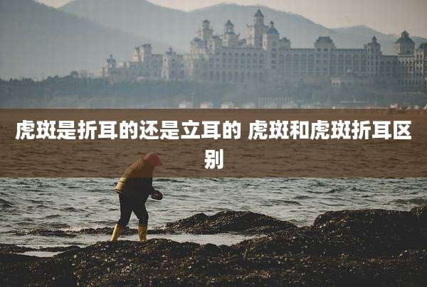 虎斑是折耳的还是立耳的 虎斑和虎斑折耳区别