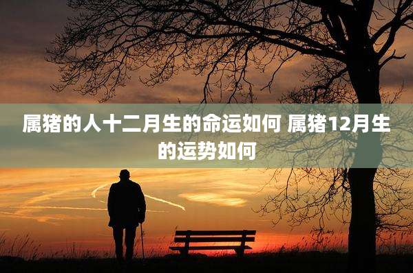 属猪的人十二月生的命运如何 属猪12月生的运势如何