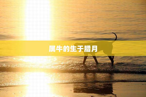 属牛的生于腊月