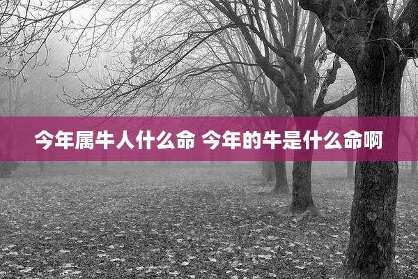 今年属牛人什么命 今年的牛是什么命啊