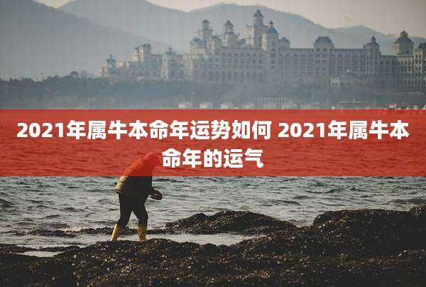 2021年属牛本命年运势如何 2021年属牛本命年的运气