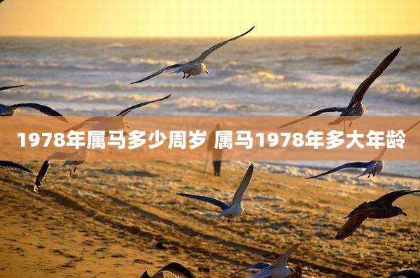 1978年属马多少周岁 属马1978年多大年龄