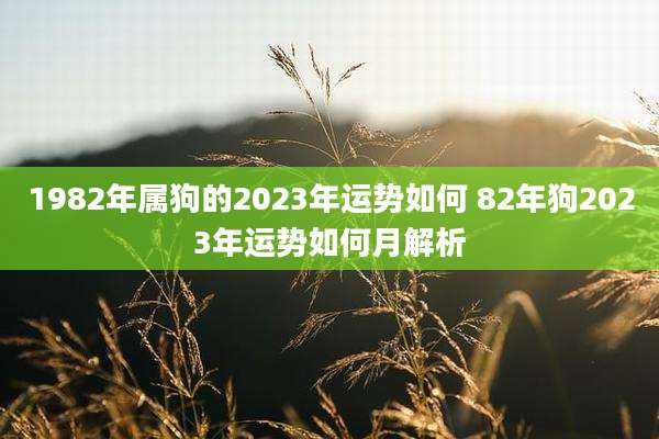 1982年属狗的2023年运势如何 82年狗2023年运势如何月解析