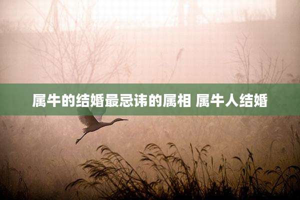 属牛的结婚最忌讳的属相 属牛人结婚