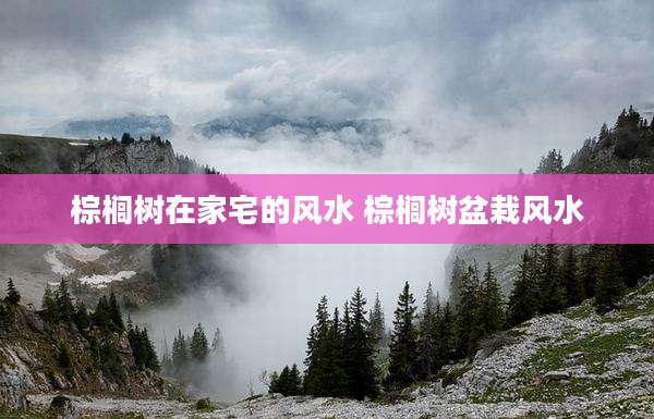 棕榈树在家宅的风水 棕榈树盆栽风水