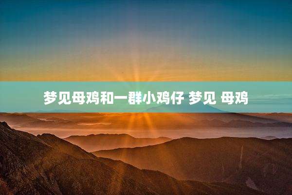 梦见母鸡和一群小鸡仔 梦见 母鸡