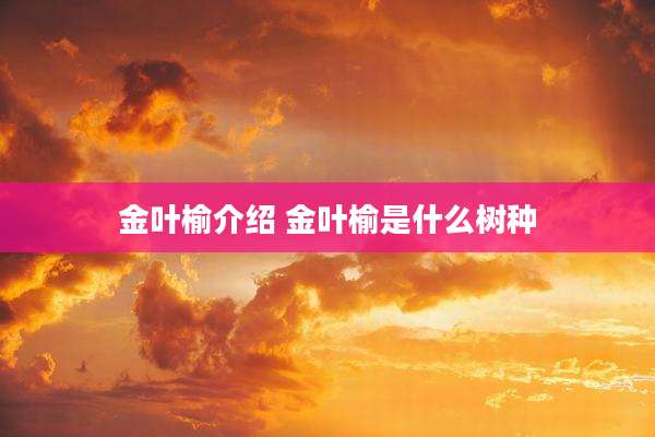 金叶榆介绍 金叶榆是什么树种