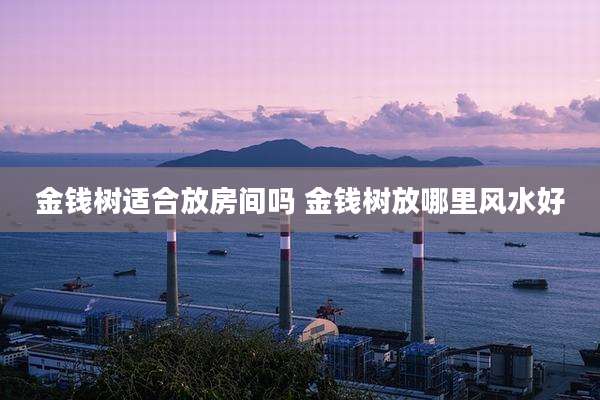 金钱树适合放房间吗 金钱树放哪里风水好