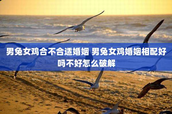 男兔女鸡合不合适婚姻 男兔女鸡婚姻相配好吗不好怎么破解