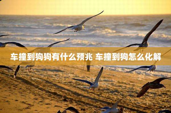 车撞到狗狗有什么预兆 车撞到狗怎么化解