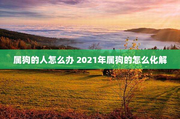 属狗的人怎么办 2021年属狗的怎么化解