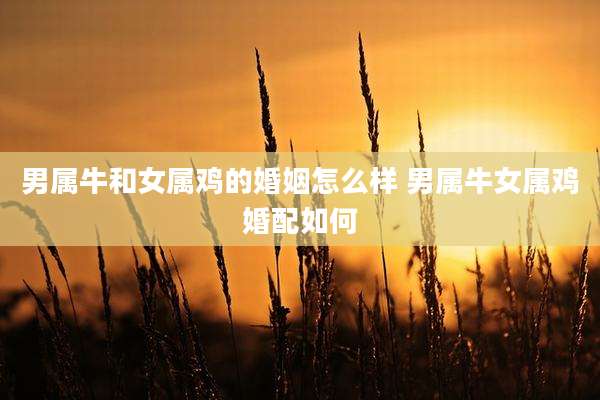 男属牛和女属鸡的婚姻怎么样 男属牛女属鸡婚配如何