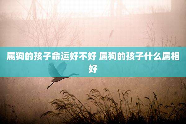 属狗的孩子命运好不好 属狗的孩子什么属相好