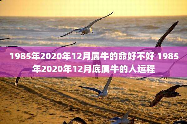 1985年2020年12月属牛的命好不好 1985年2020年12月底属牛的人运程