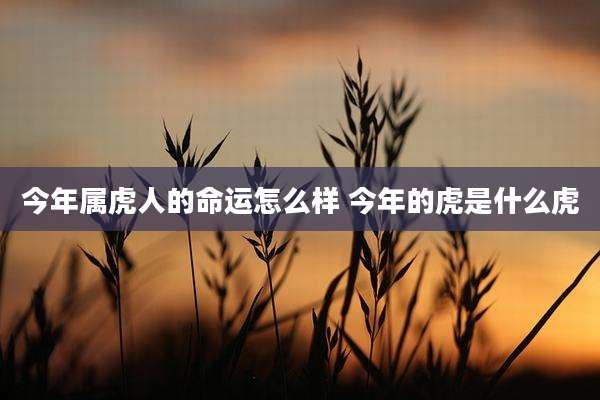 今年属虎人的命运怎么样 今年的虎是什么虎