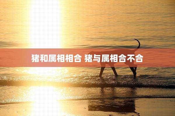 猪和属相相合 猪与属相合不合