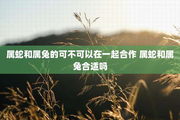 属蛇和属兔的可不可以在一起合作 属蛇和属兔合适吗