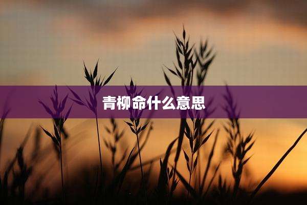 青柳命什么意思