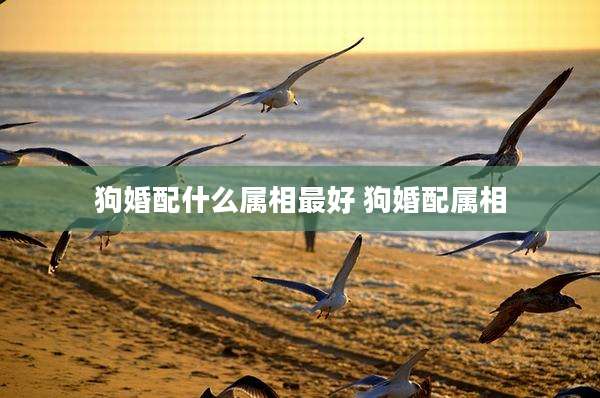 狗婚配什么属相最好 狗婚配属相