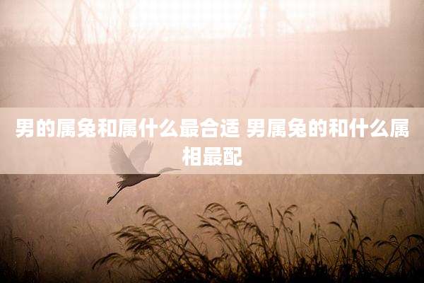 男的属兔和属什么最合适 男属兔的和什么属相最配