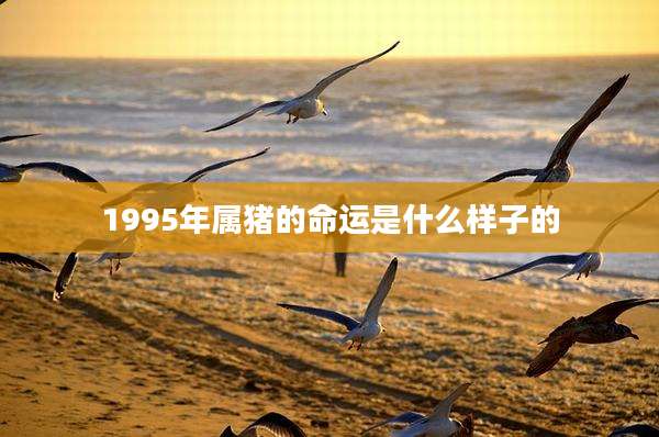 1995年属猪的命运是什么样子的