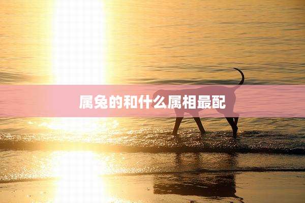 属兔的和什么属相最配