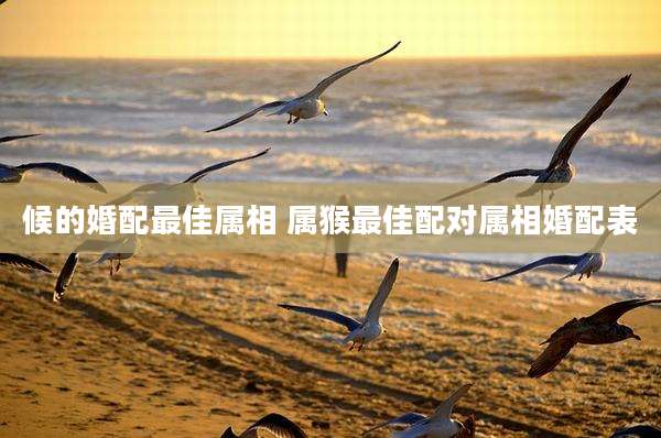 候的婚配最佳属相 属猴最佳配对属相婚配表