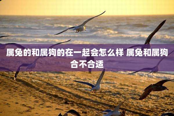 属兔的和属狗的在一起会怎么样 属兔和属狗合不合适