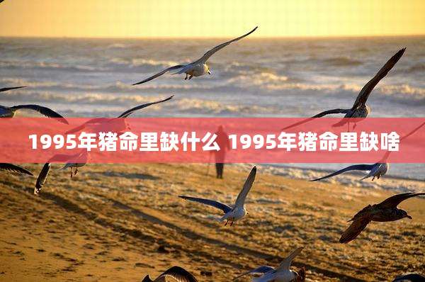 1995年猪命里缺什么 1995年猪命里缺啥
