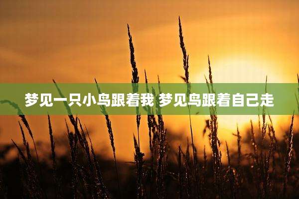梦见一只小鸟跟着我 梦见鸟跟着自己走