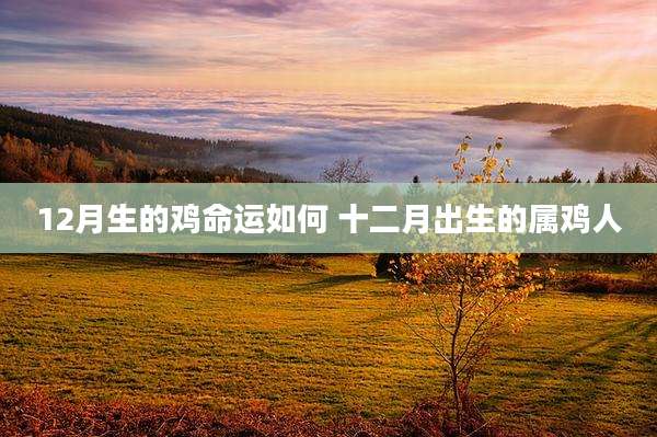 12月生的鸡命运如何 十二月出生的属鸡人