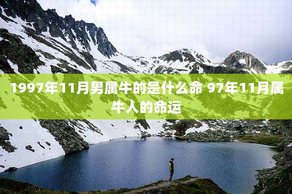 1997年11月男属牛的是什么命 97年11月属牛人的命运
